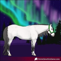 Horse Color:Platinum Buckskin 
