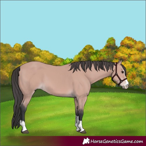 Horse Color:Platinum Bay 