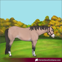 Horse Color:Platinum Bay