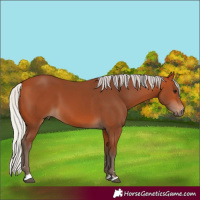 Horse Color:Silver Bay