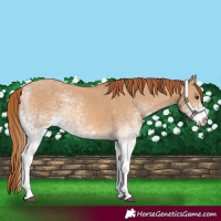 Horse Color:White Spotted Red Dun 