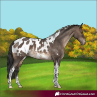 Horse Color:Brown Dun Tobiano Appaloosa 