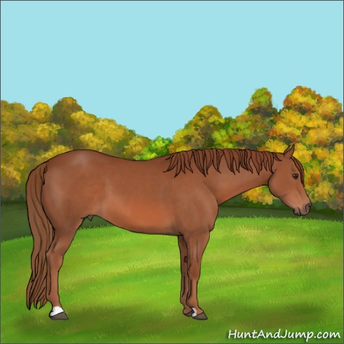 Horse Color:Chestnut Sabino 