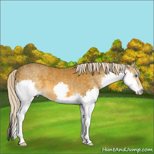 Horse Color:Chocolate Palomino Mushroom Splash 