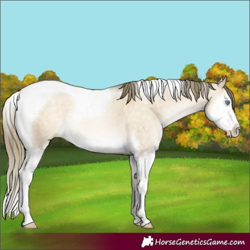 Horse Color:Buckskin Pearl Dun Mushroom Splash Tobiano 