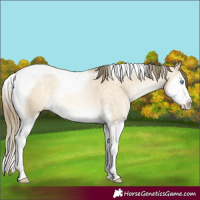 Horse Color:Buckskin Pearl Dun Mushroom Splash Tobiano