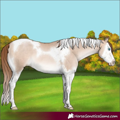 Horse Color:Brown Pearl Dun Mushroom Splash Tobiano 