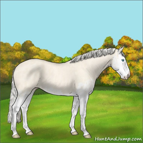 Horse Color:Cremello Splash and Cremello Dun Splash