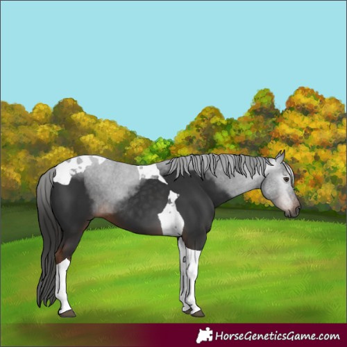 Horse Color:Gray Liver Chestnut Tobiano
