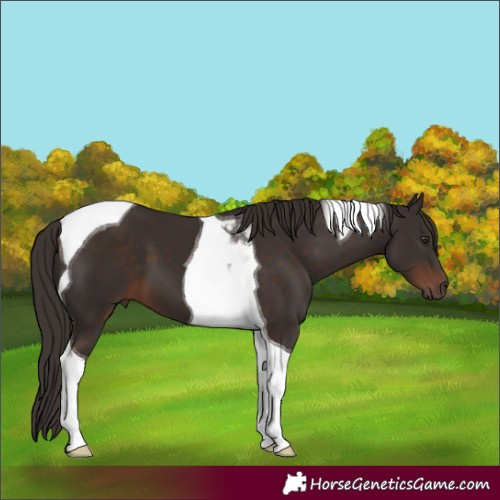 Horse Color:Liver Chestnut Tobiano 