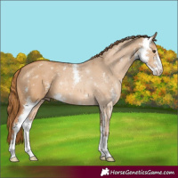 Horse Color:Red Dun Sabino
