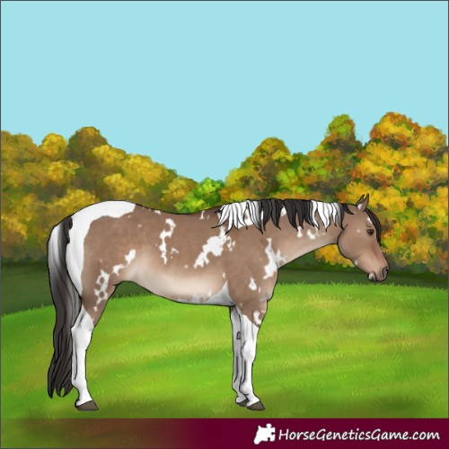 Horse Color:White Spotted Liver Red Dun Tobiano 