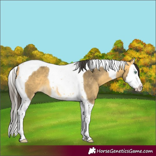 Horse Color:Buckskin Mushroom Splash Tobiano 