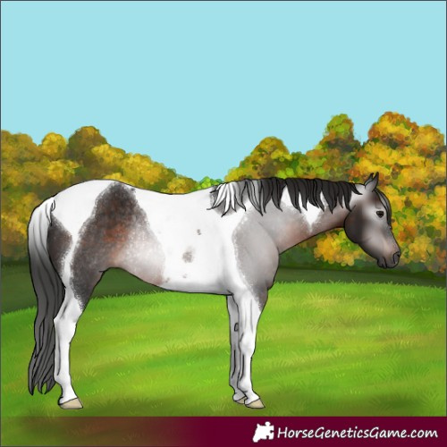 Horse Color:Gray Brown Tobiano Rabicano