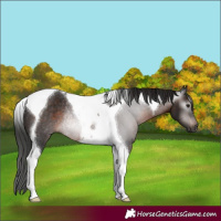 Horse Color:Gray Brown Tobiano Rabicano