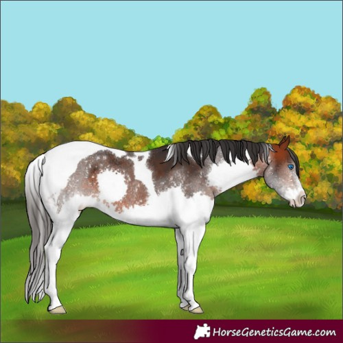 Horse Color:Bay Splash Tobiano