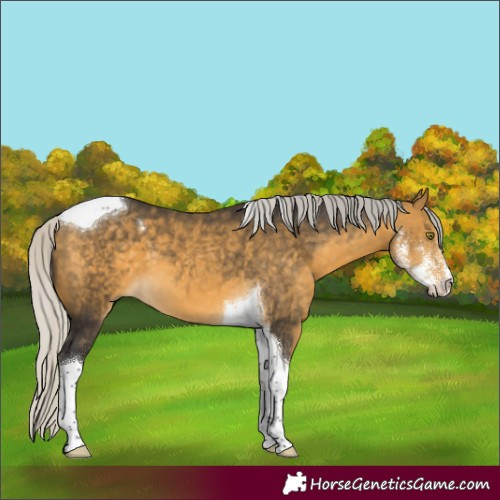 Horse Color:Silver Buckskin Mushroom Sabino Tobiano 