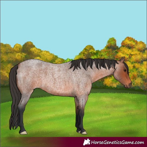 Horse Color:White Spotted Bay Roan