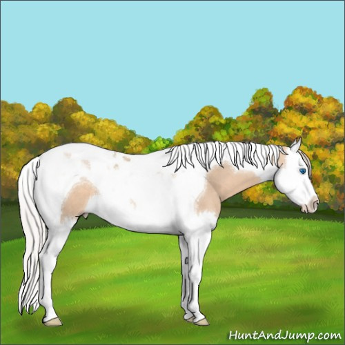 Horse Color:Silver Bay Dun Splash Tobiano 