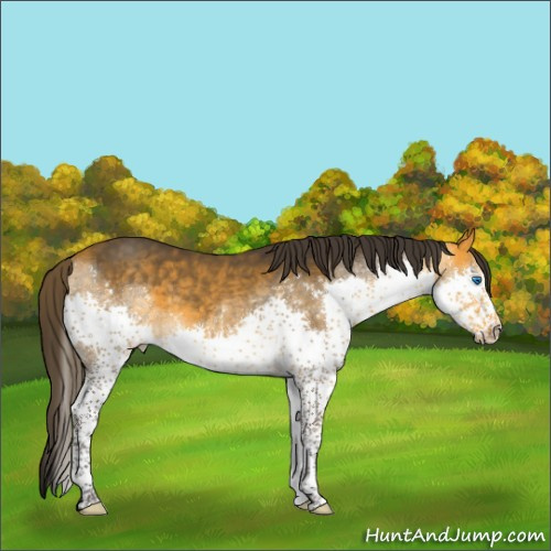 Horse Color:White Spotted Buckskin Splash Tobiano 