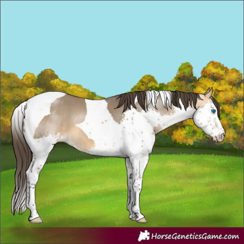 Horse Color:Buckskin Dun Splash Tobiano 