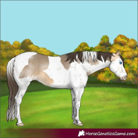 Horse Color:Buckskin Dun Splash Tobiano