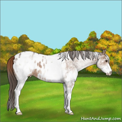 Horse Color:White Spotted Liver Red Dun Sabino Appaloosa 