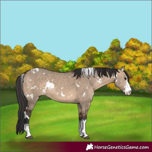 Horse Color:White Spotted Brown Dun Sabino 