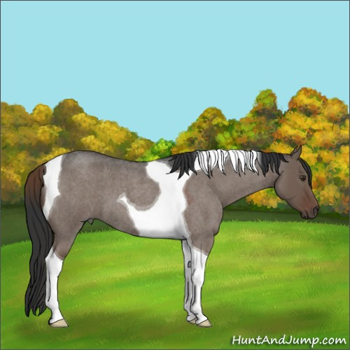 Horse Color:Liver Red Dun Roan Tobiano 