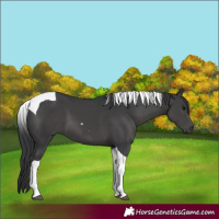Horse Color:Black Tobiano 