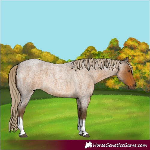 Horse Color:Chocolate Palomino Roan Tobiano 