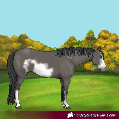 Horse Color:Grullo Sabino Frame