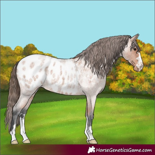 Horse Color:Bay Roan Appaloosa 