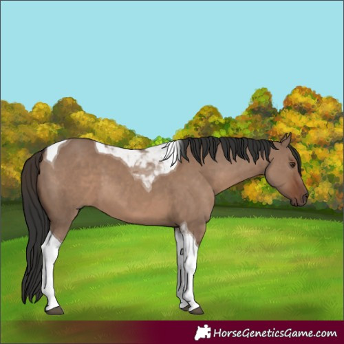 Horse Color:Liver Red Dun Tobiano 