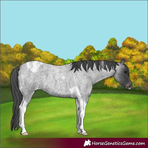 Horse Color:Blue Roan Tobiano Appaloosa 