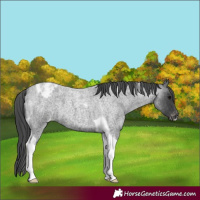 Horse Color:Blue Roan Tobiano Appaloosa 