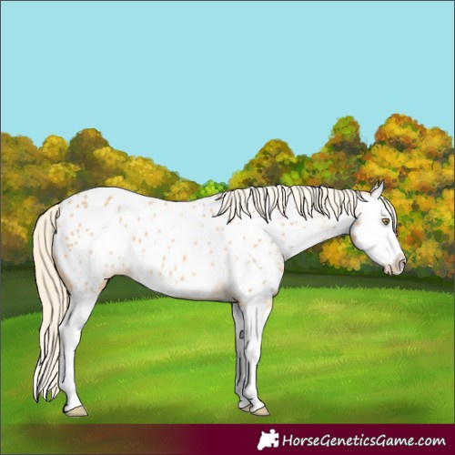 Horse Color:Palomino Dun Splash Appaloosa 