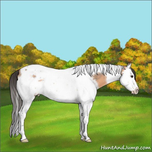 Horse Color:Bay Dun Splash Tobiano 
