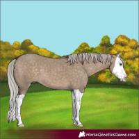 Horse Color:Silver Brown Dun Splash 