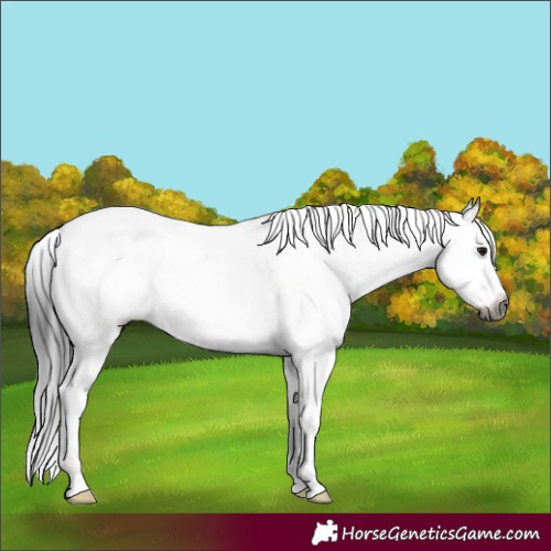 Horse Color:Gray White Spotted Brown Splash Rabicano