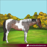 Horse Color:Bay Roan Tobiano