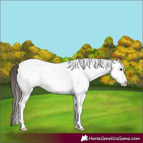 Horse Color:White Spotted Bay Tobiano Varnish Rabicano 