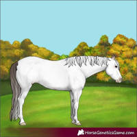 Horse Color:White Spotted Bay Tobiano Varnish Rabicano