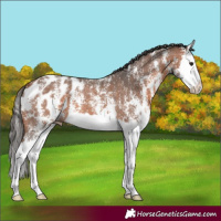 Horse Color:Bay Sabino Splash Appaloosa