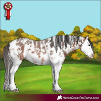 Horse Color:Bay Sabino Splash 