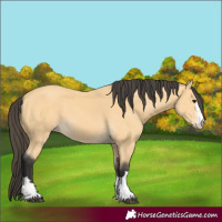 Horse Color:Buckskin 
