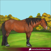 Horse Color:Bay 