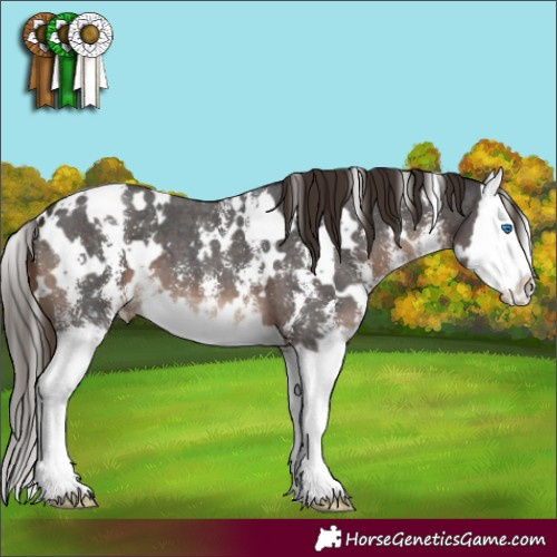 Horse Color:White Spotted Liver Chestnut Sabino Splash 