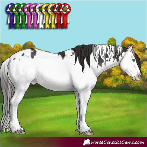 Horse Color:White Spotted Liver Chestnut Splash 