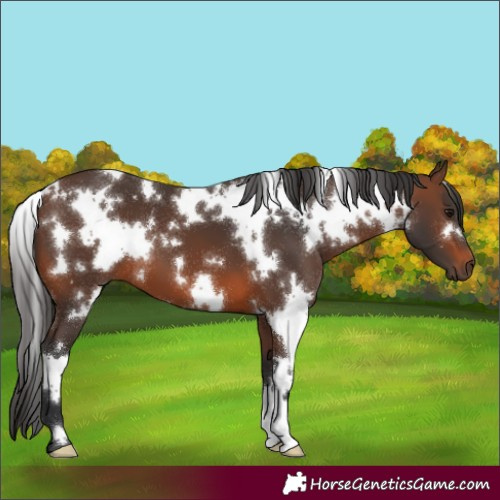 Horse Color:White Spotted Brown 